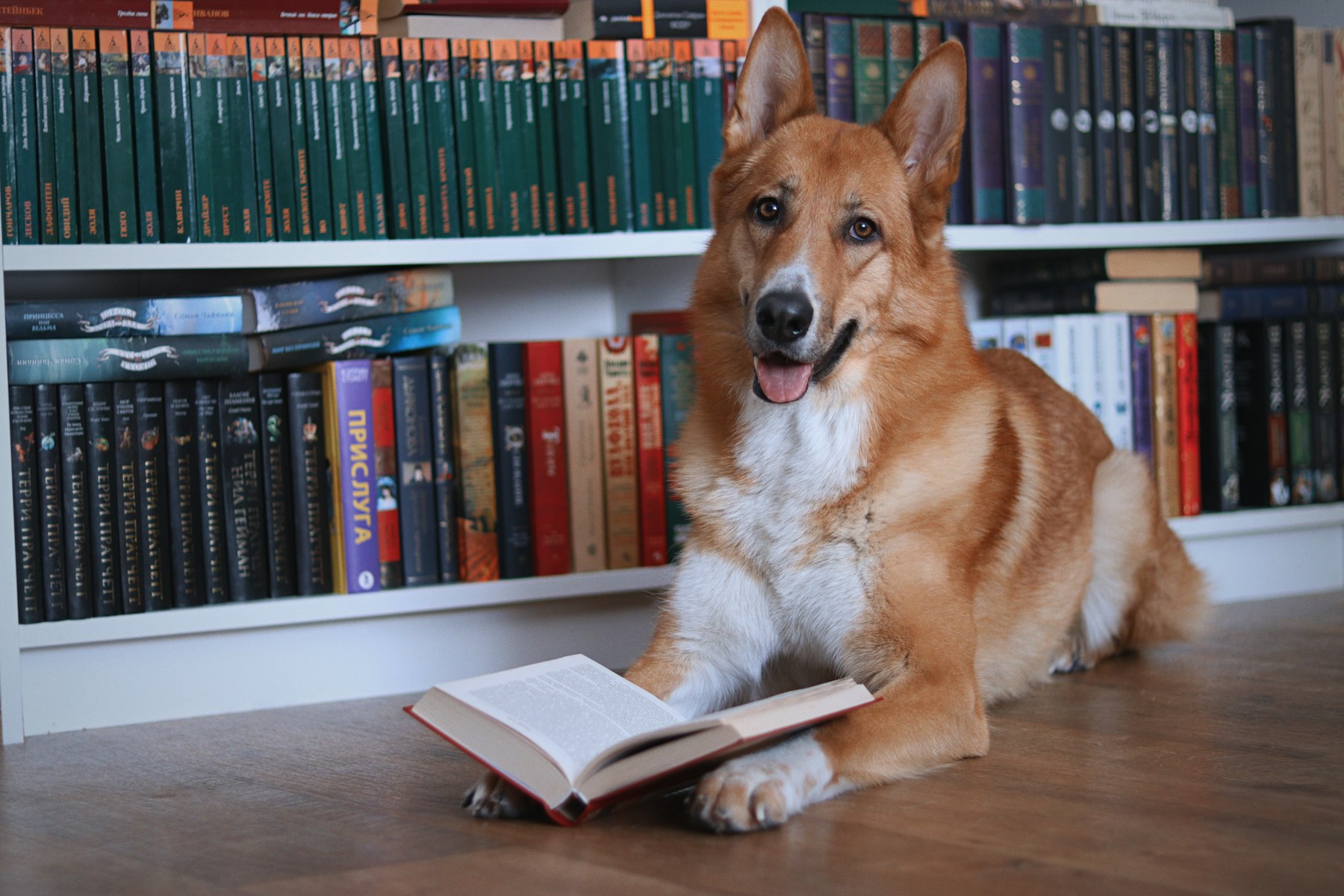 Dog relaxing next to an open book in front of a bookshelf