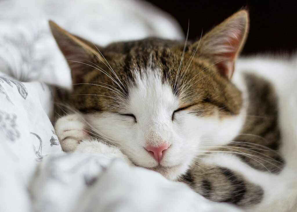 Calm tabby cat sleeping on a white bed