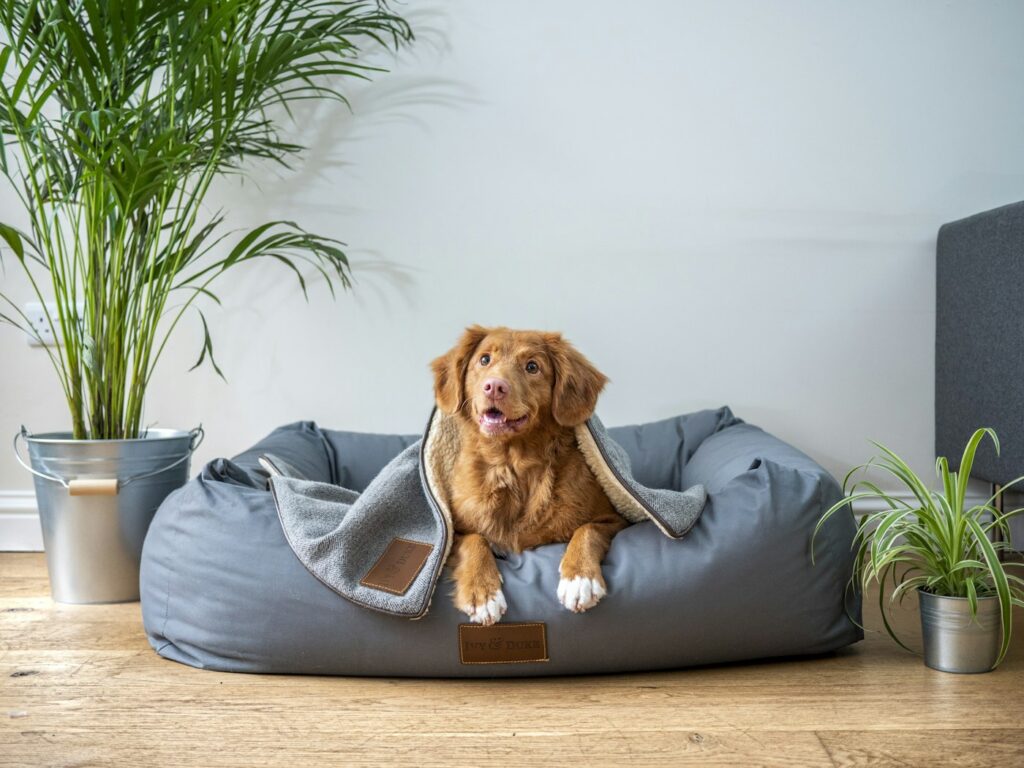 Dog resting in a gray dog bed in a bright living room