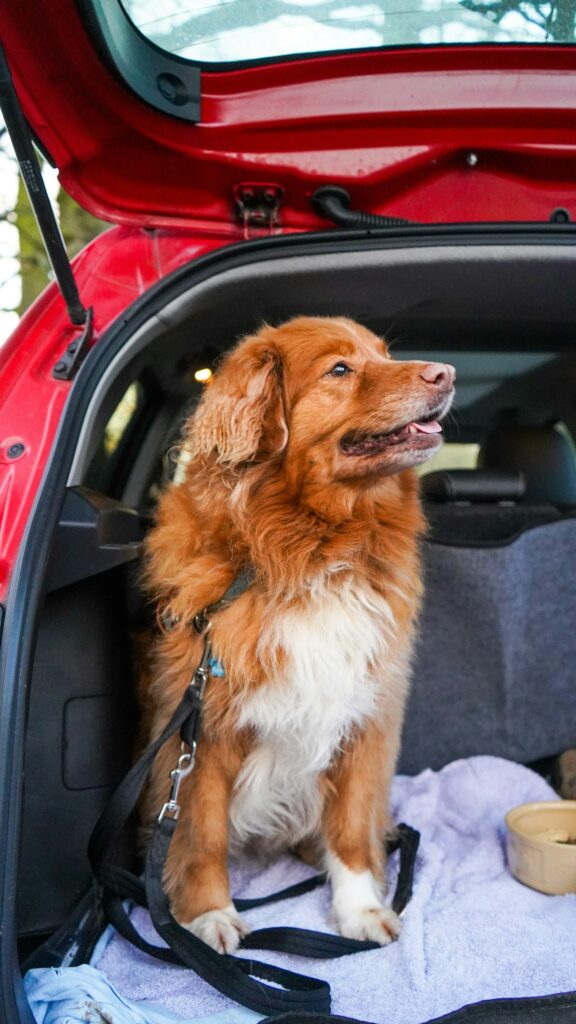Happy dog sitting in the open back of a car