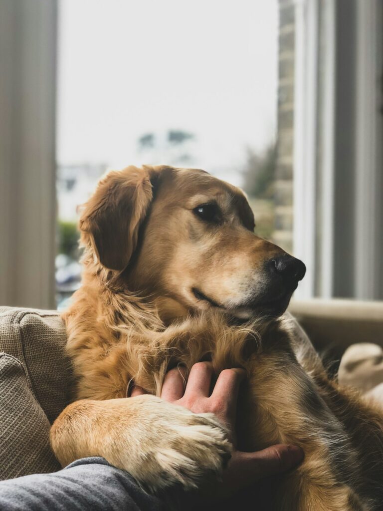 Brown dog resting on a sofa at home