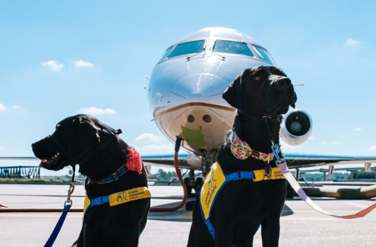 Flying With a Service Dog in 2026: DOT Forms, Airline Rules and Tips