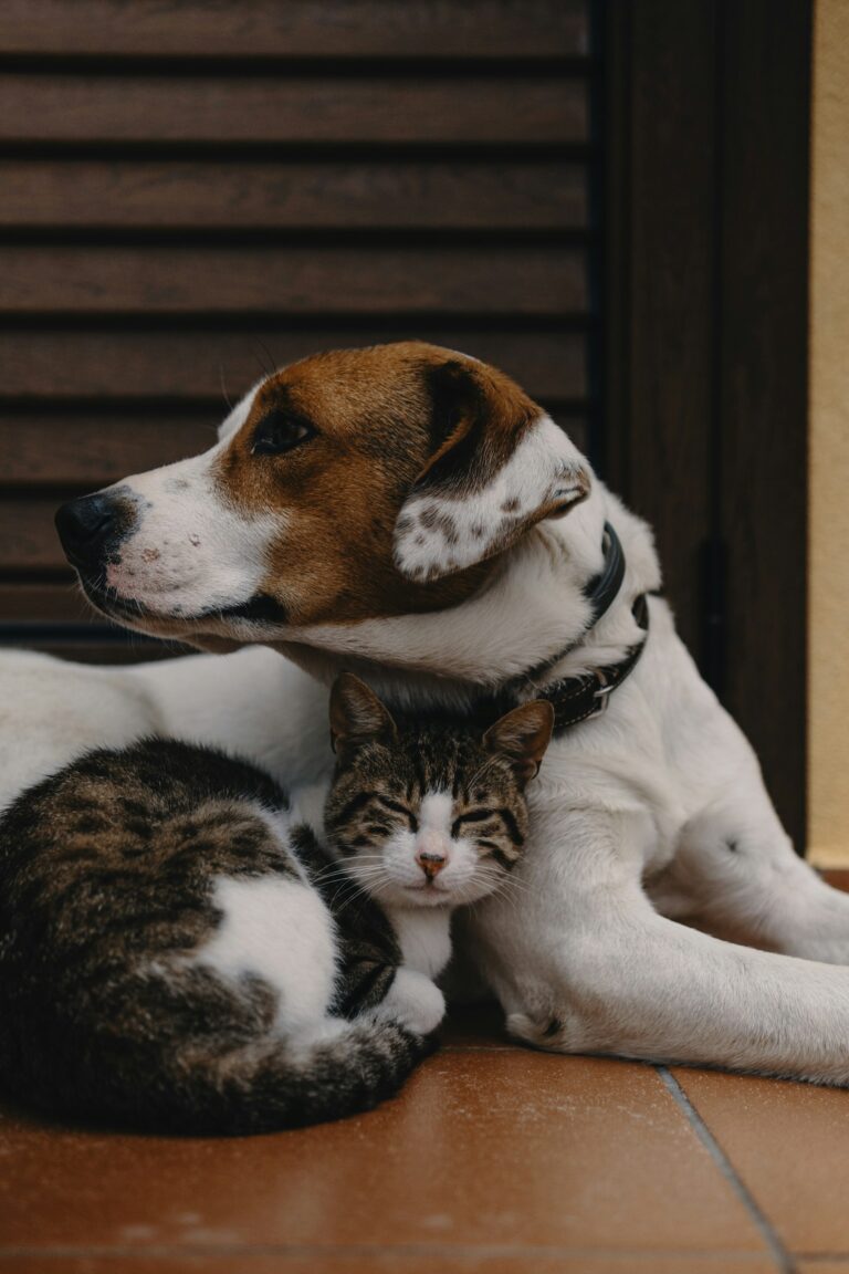 Can You Have More Than One Emotional Support Animal?