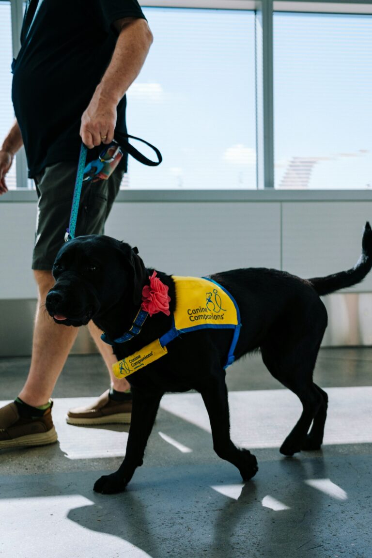 Service Animal vs. Emotional Support Animal: The Real Differences (2026)