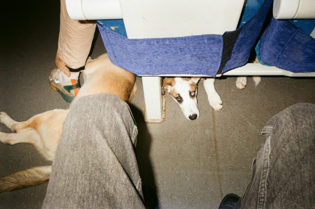Small dog resting in the foot space below an airplane seat