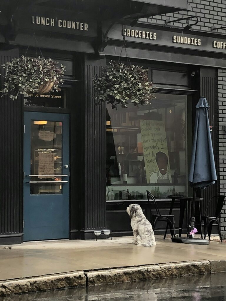 Dog sitting calmly outside a store