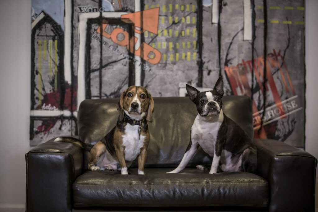 Two dogs sitting together on a couch