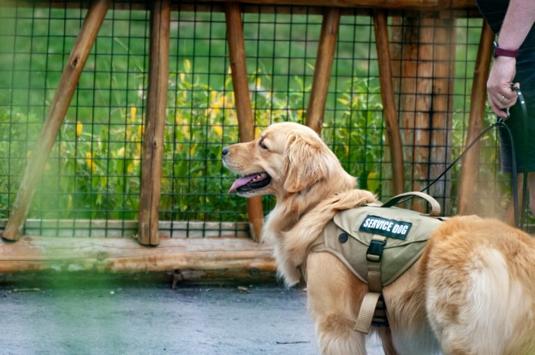 What Can a Business Ask About Your Service Dog? The Two Legal Questions
