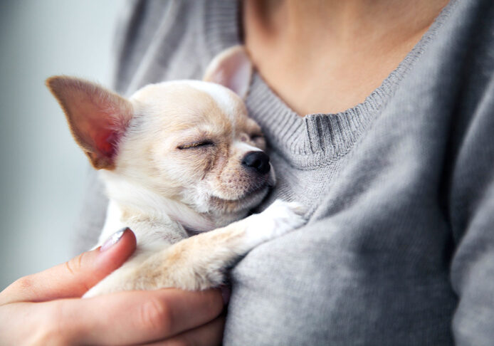chihuahua puppy in the hands of a girl with a nice manicure.