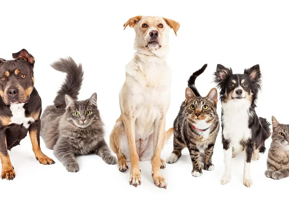 catsanddogs2