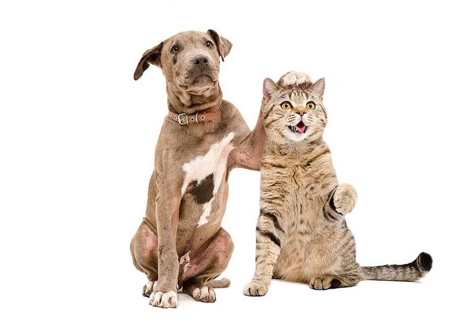 dog-and-cats