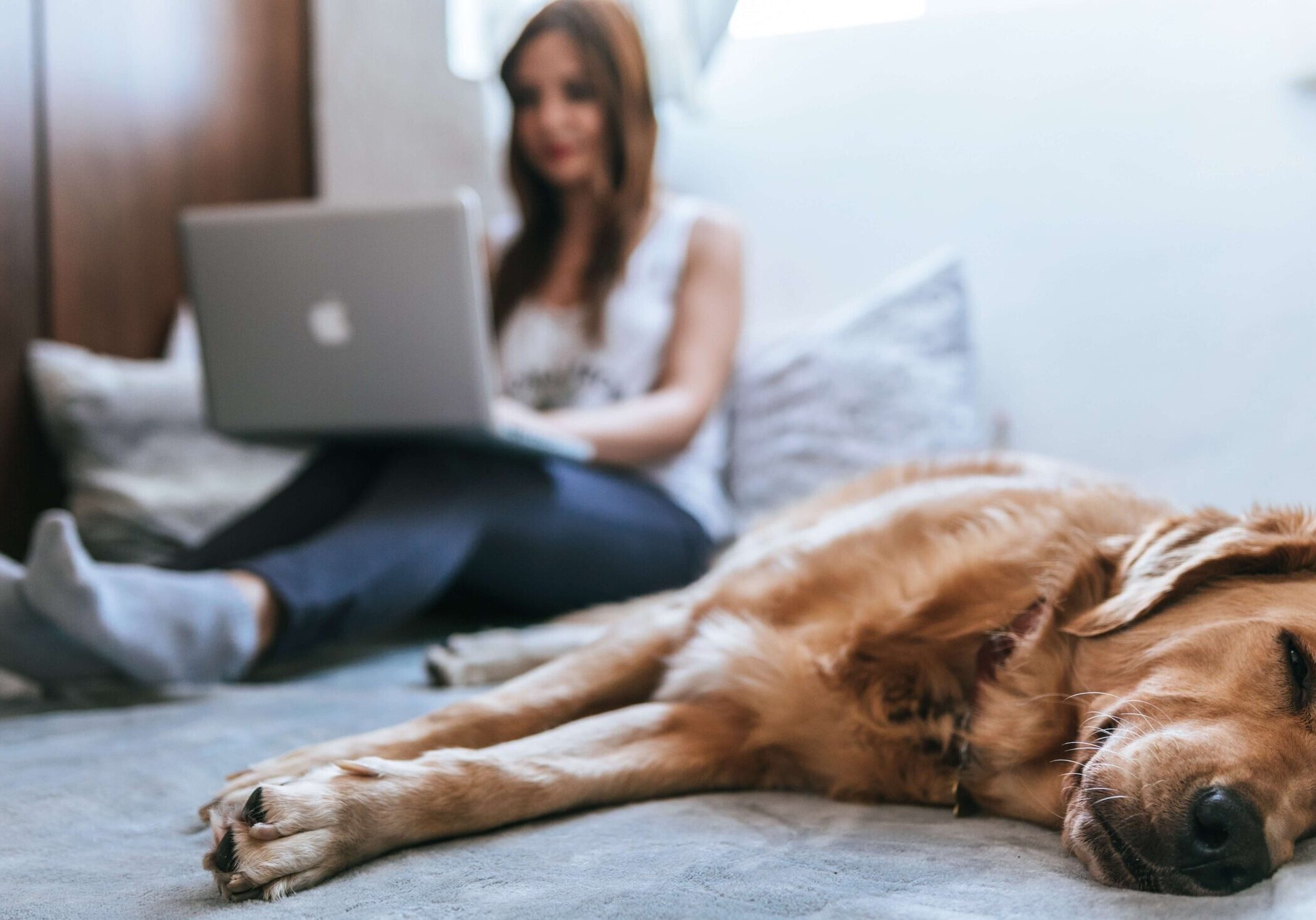 emotional-support-animal-dog-on-bed