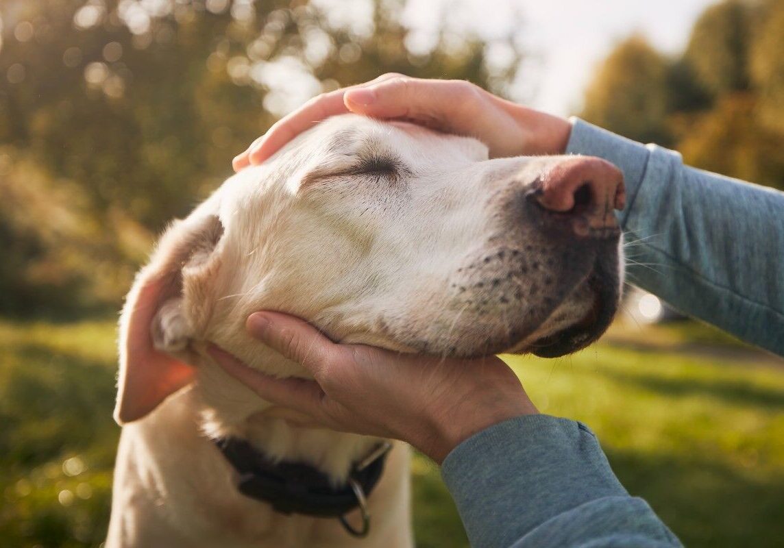 emotional-support-pet