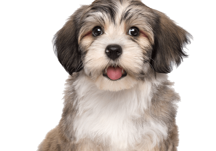 esa-dog-puppyi