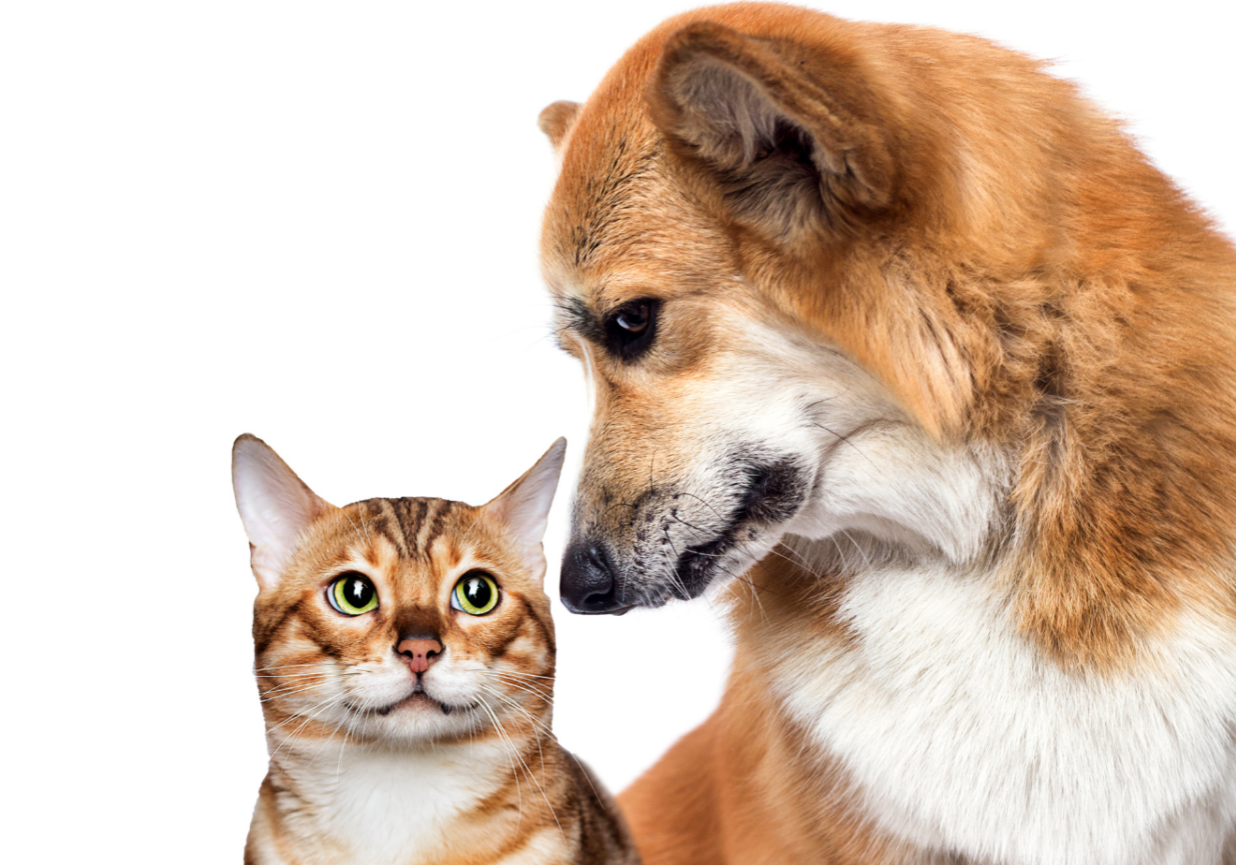 pet-burial-1536x865