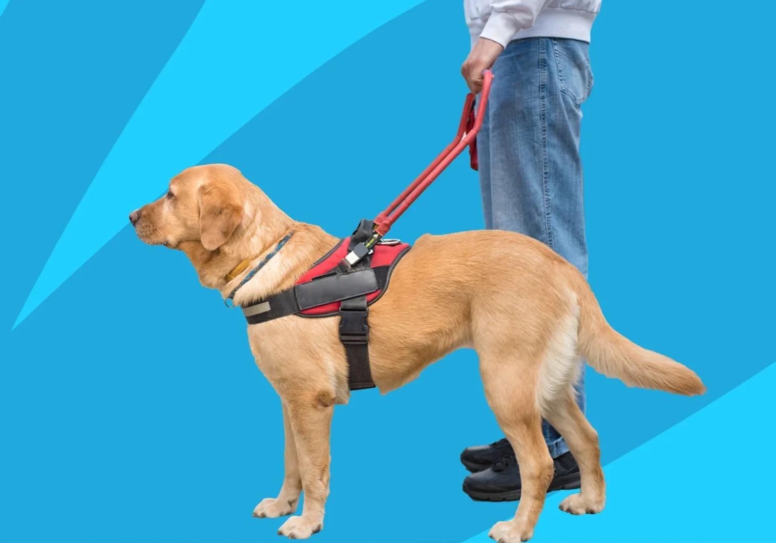 service-animal-1884x1060