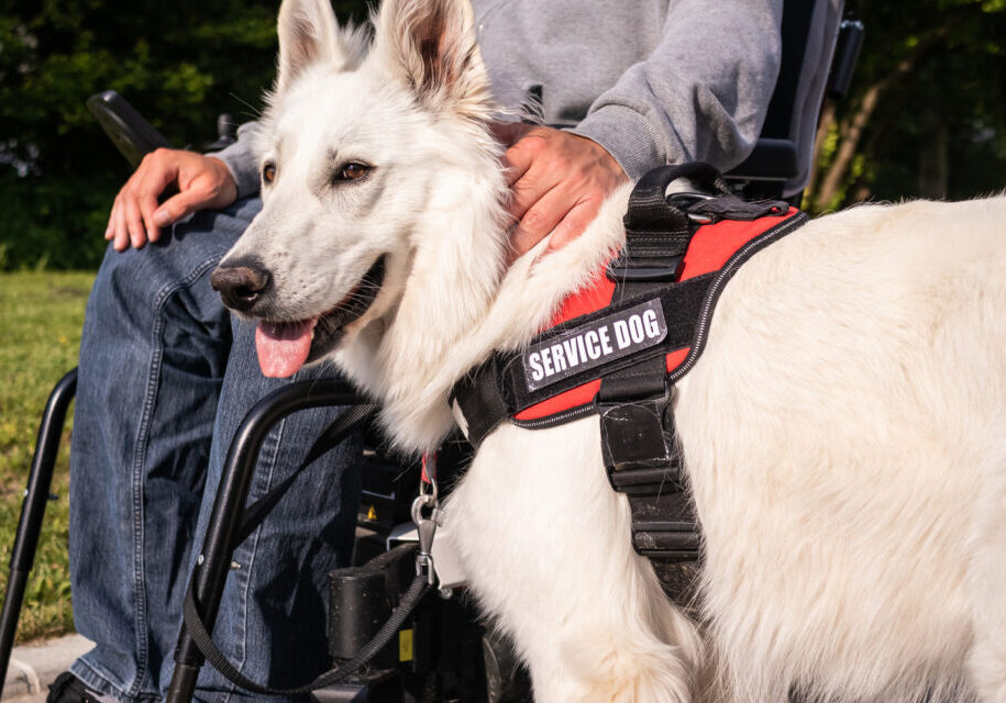 service-dog-1280x640