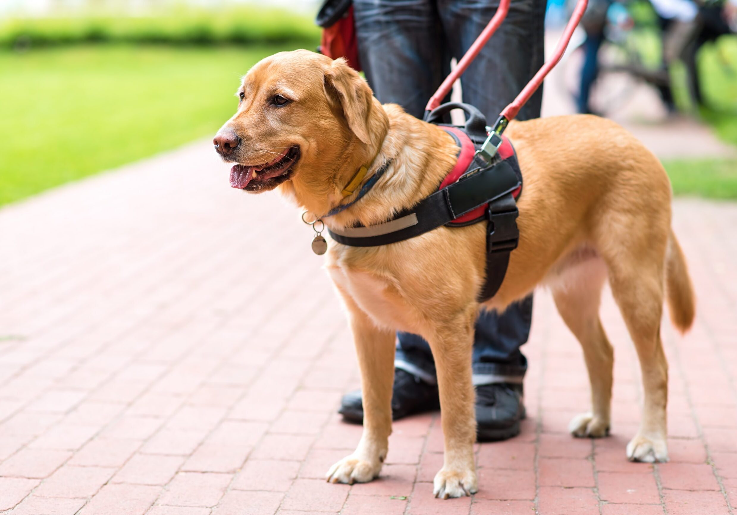 service-dog-scaled